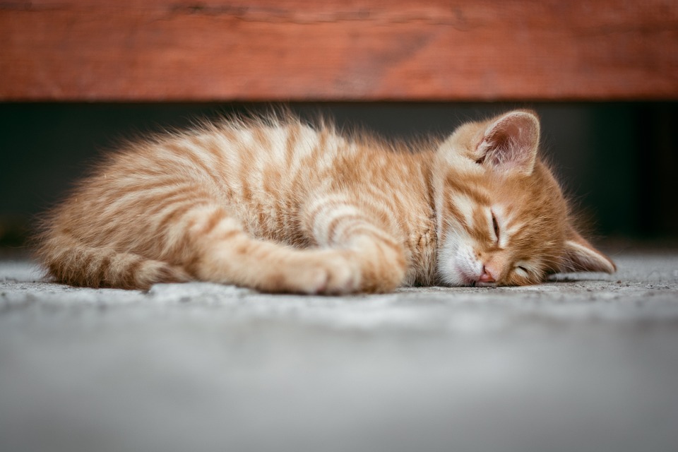 Tinker Toy Cat